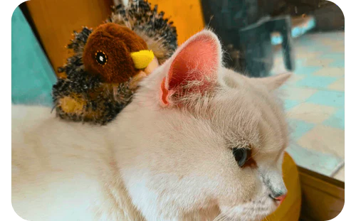 Un ami à plumes pour votre félin